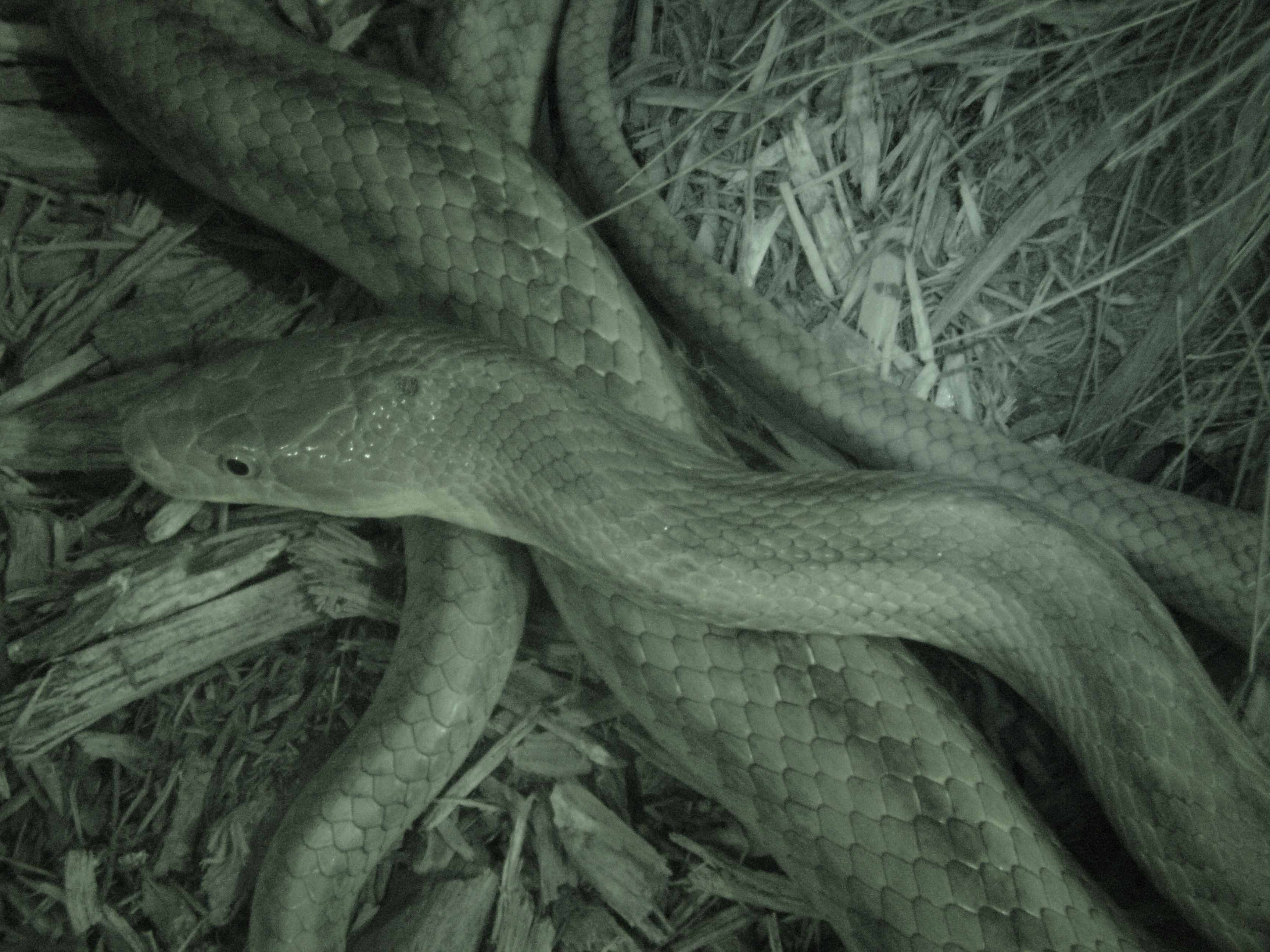 snake on wood chips