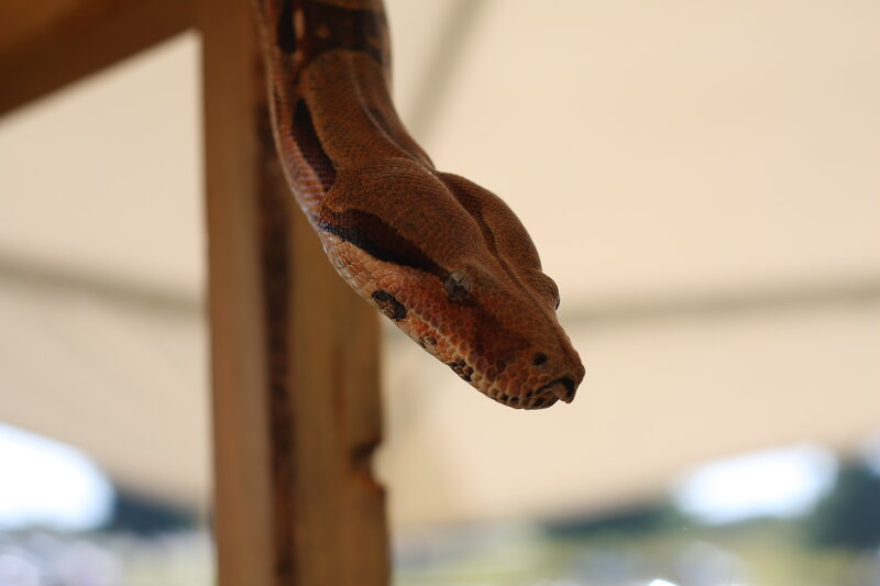 snake on wooden pole