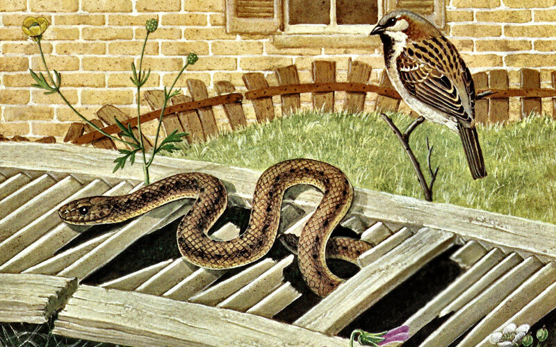 Snake on Wooden Slats