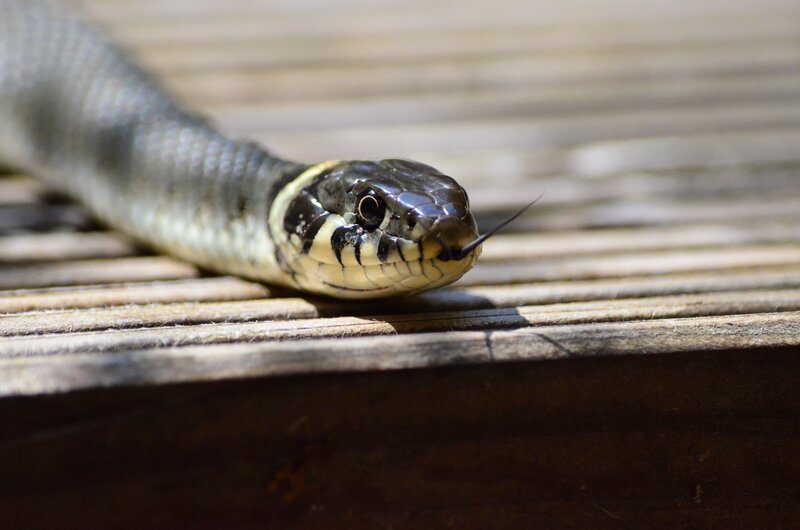 snake on wooden surface