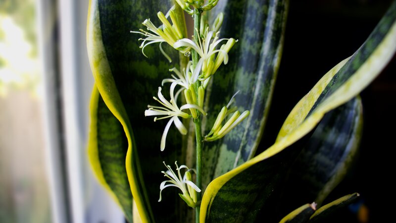 Snake Plant Flower
