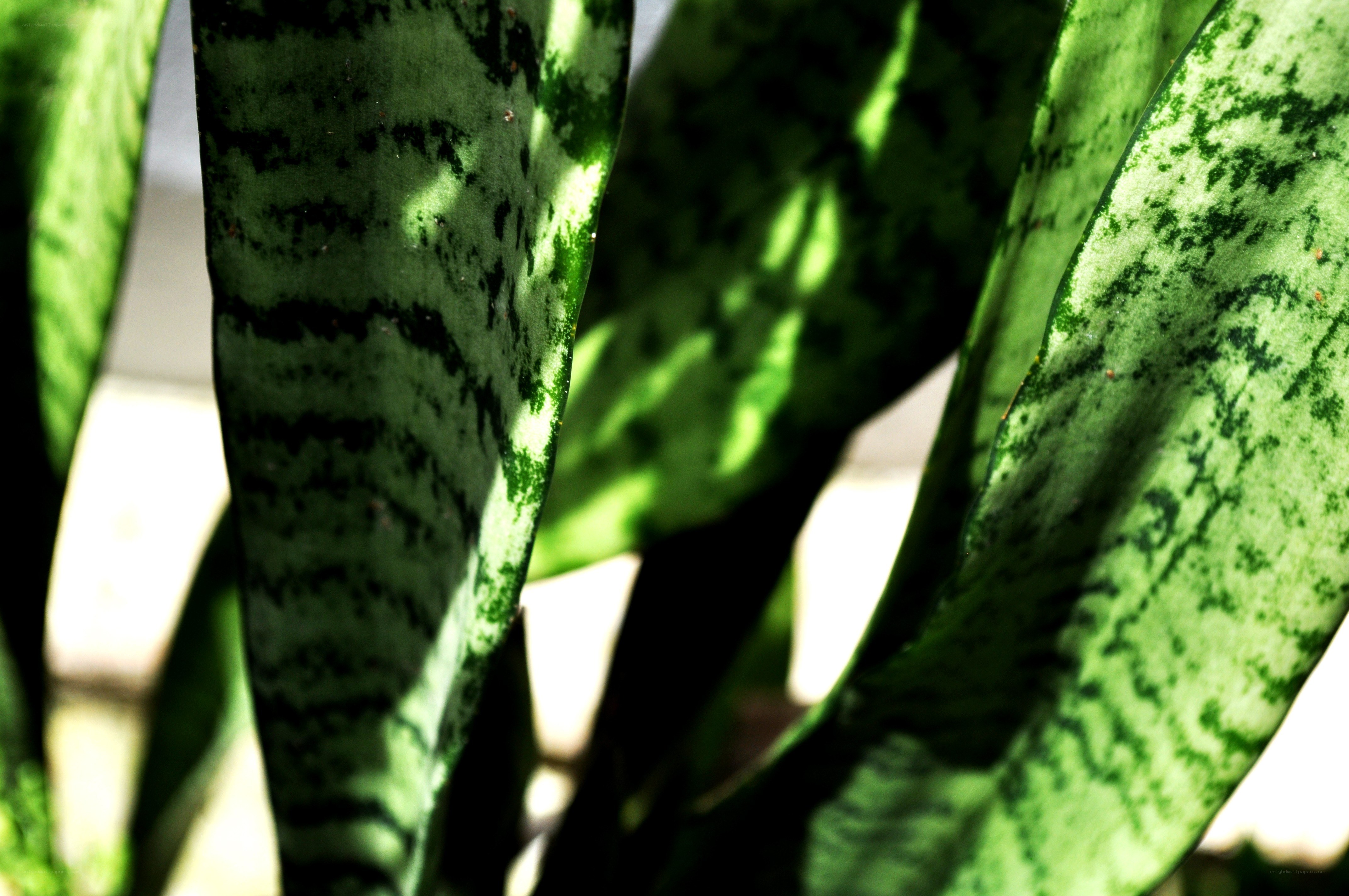 snake plant leaves in sunlight