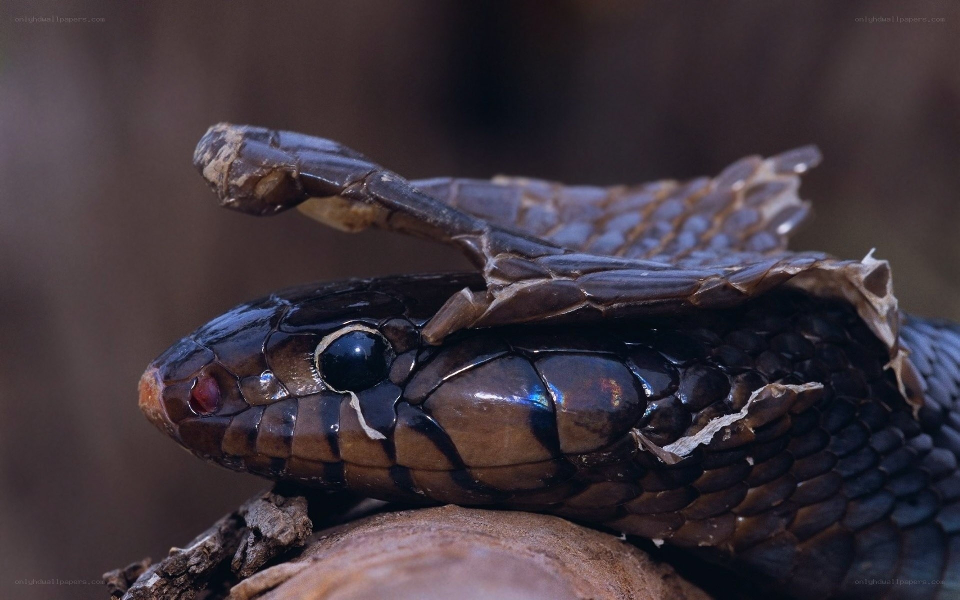 snake shedding skin
