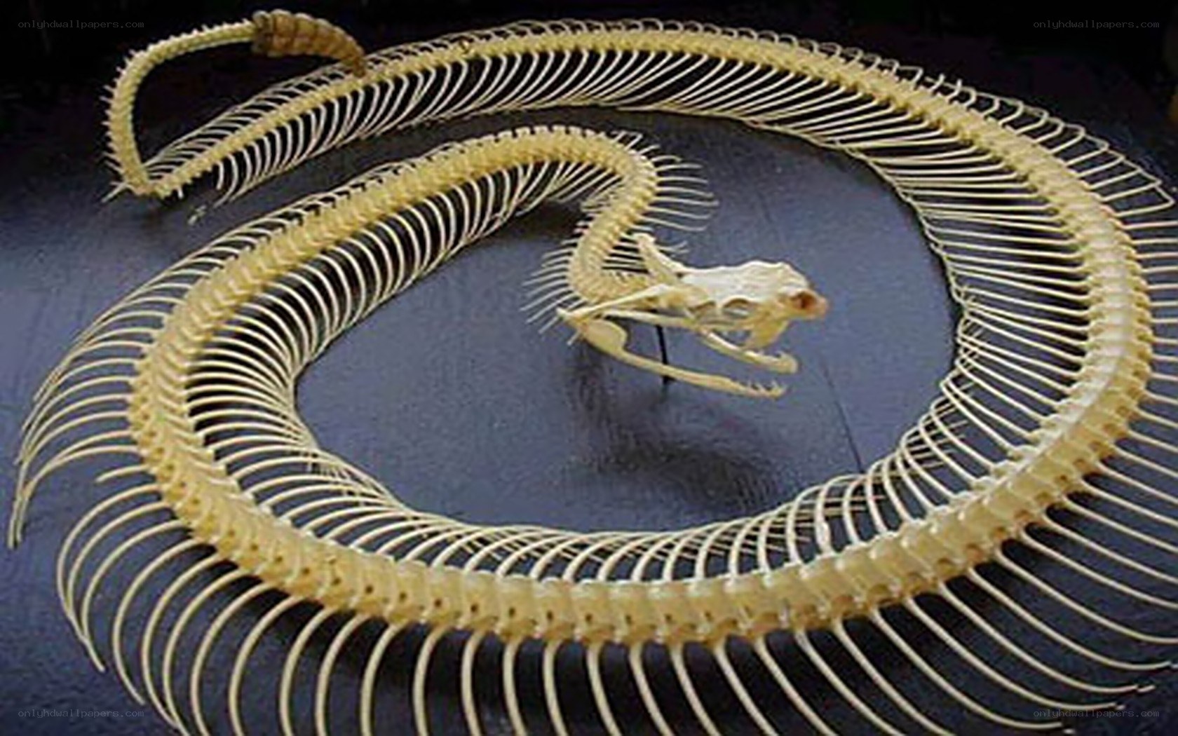 snake skeleton display