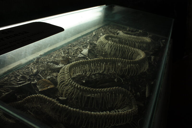 Snake Skeleton in Display Case