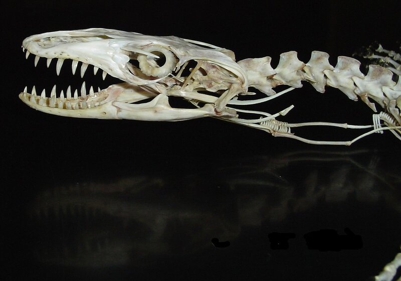 snake skeleton on black background