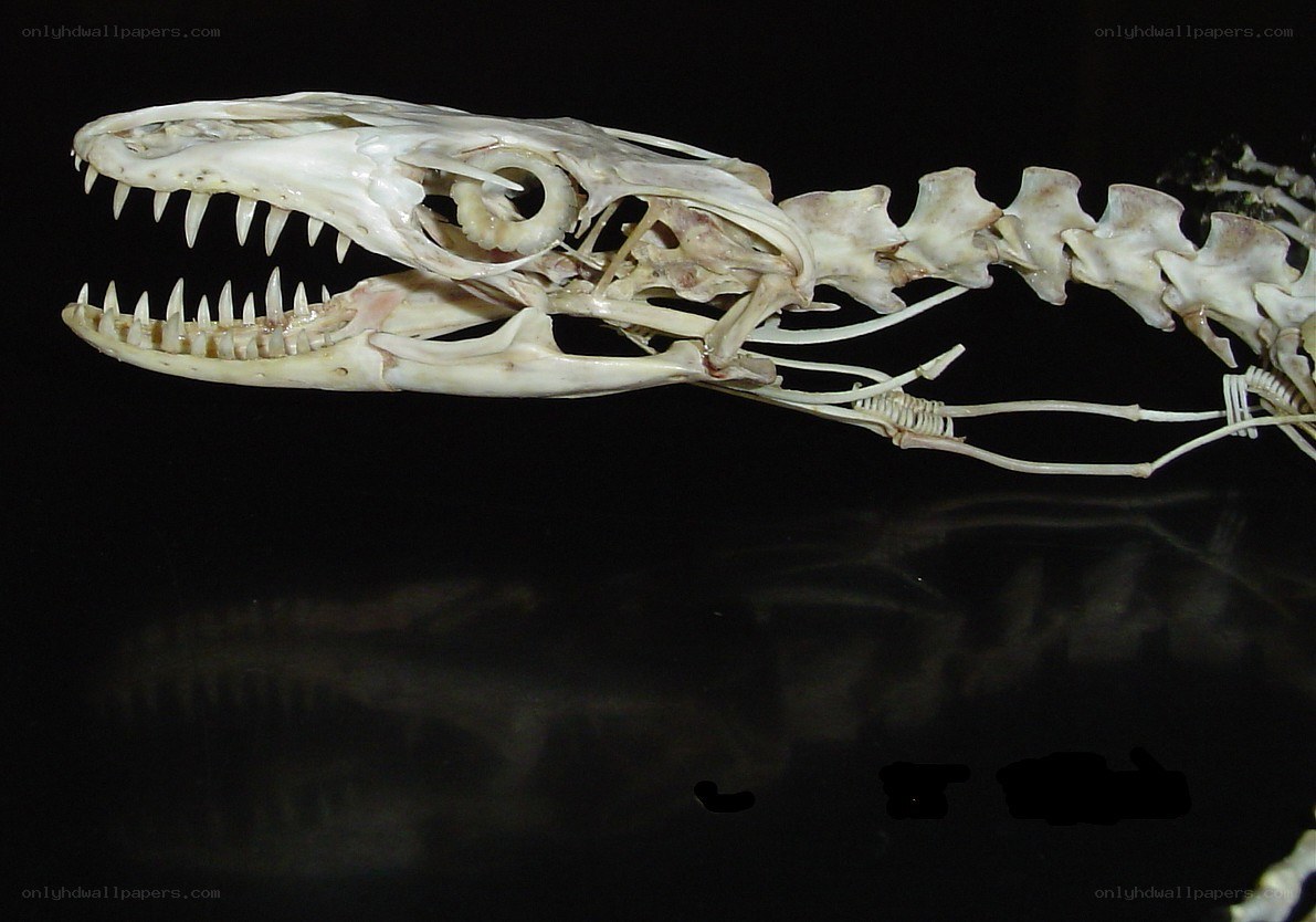 snake skeleton on black background