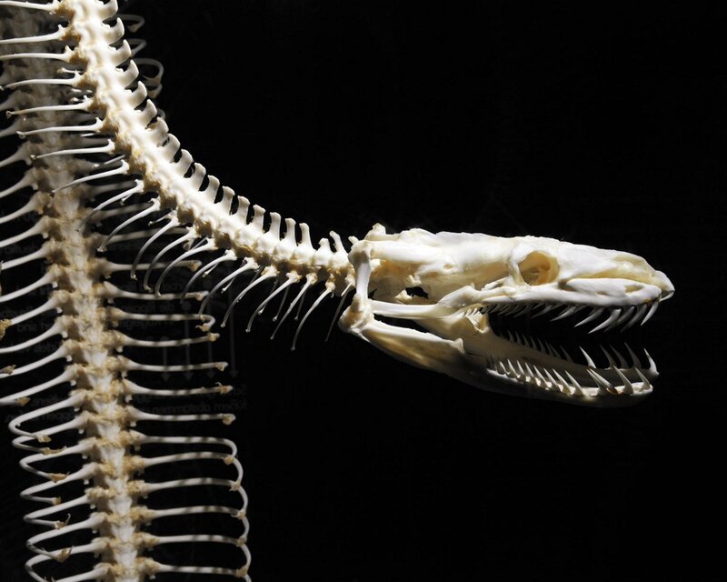 Snake Skeleton — White, Dramatic