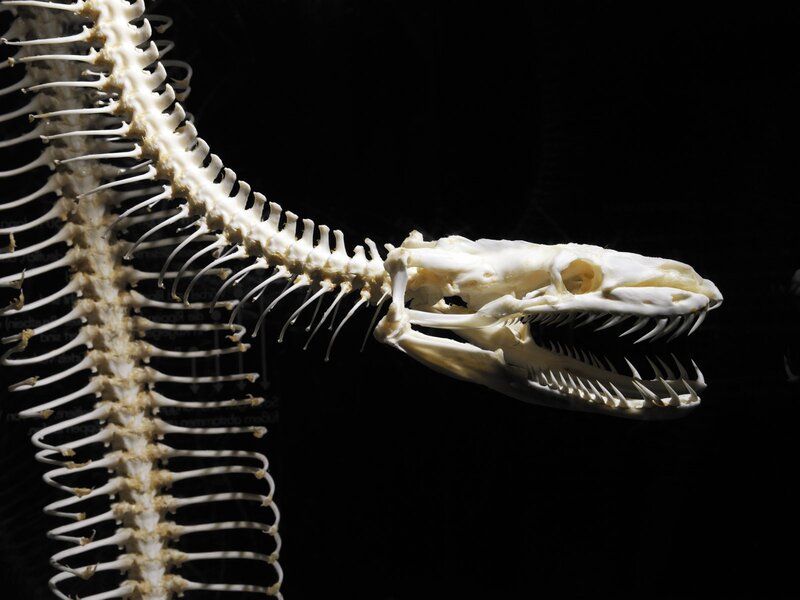 Snake Skeleton — White