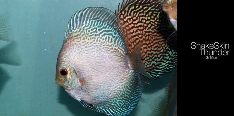Snake Skin Discus Fish — Blue, Calm