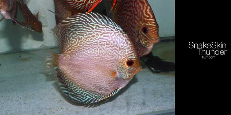 Snake Skin Discus Fish — Blue