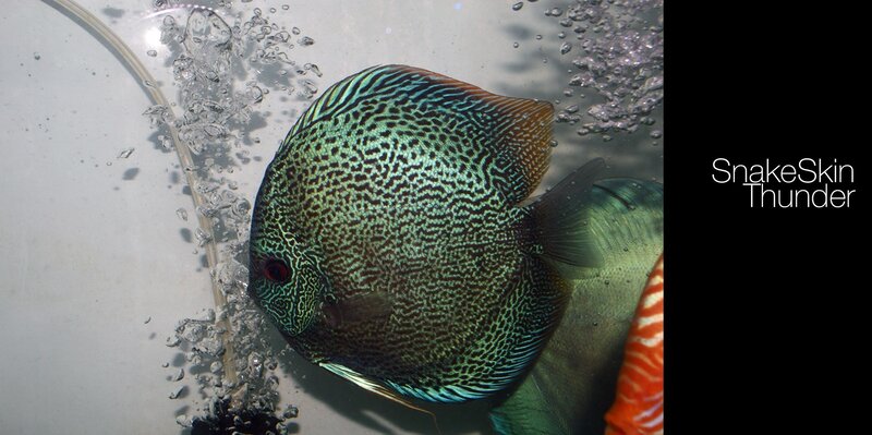 Snake Skin Discus Fish — Green