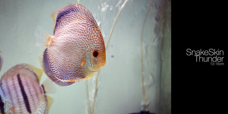 Snake Skin Discus Fish — Orange