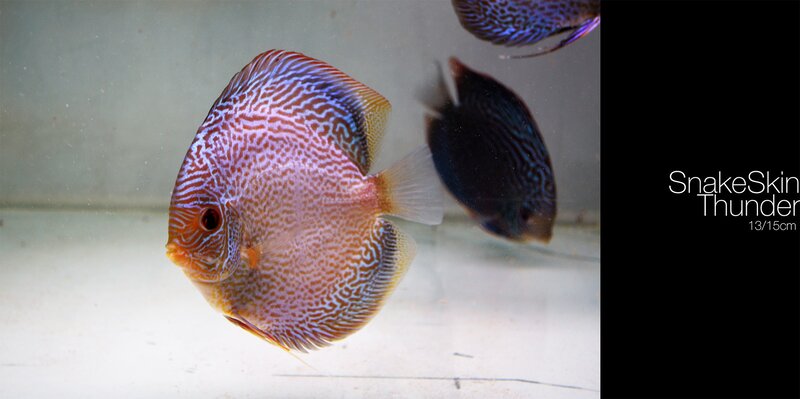Snake Skin Discus Fish