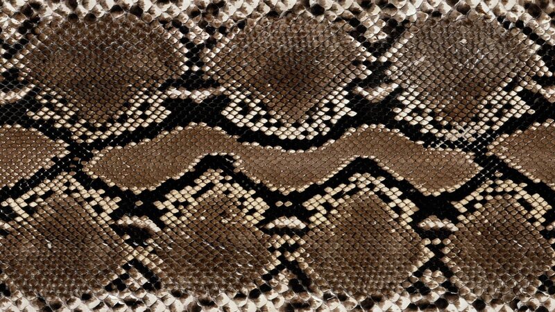 Snake Skin Pattern — Brown, Neutral