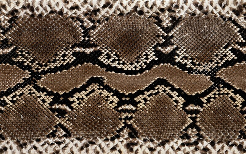 Snake Skin Pattern — Brown, Textured