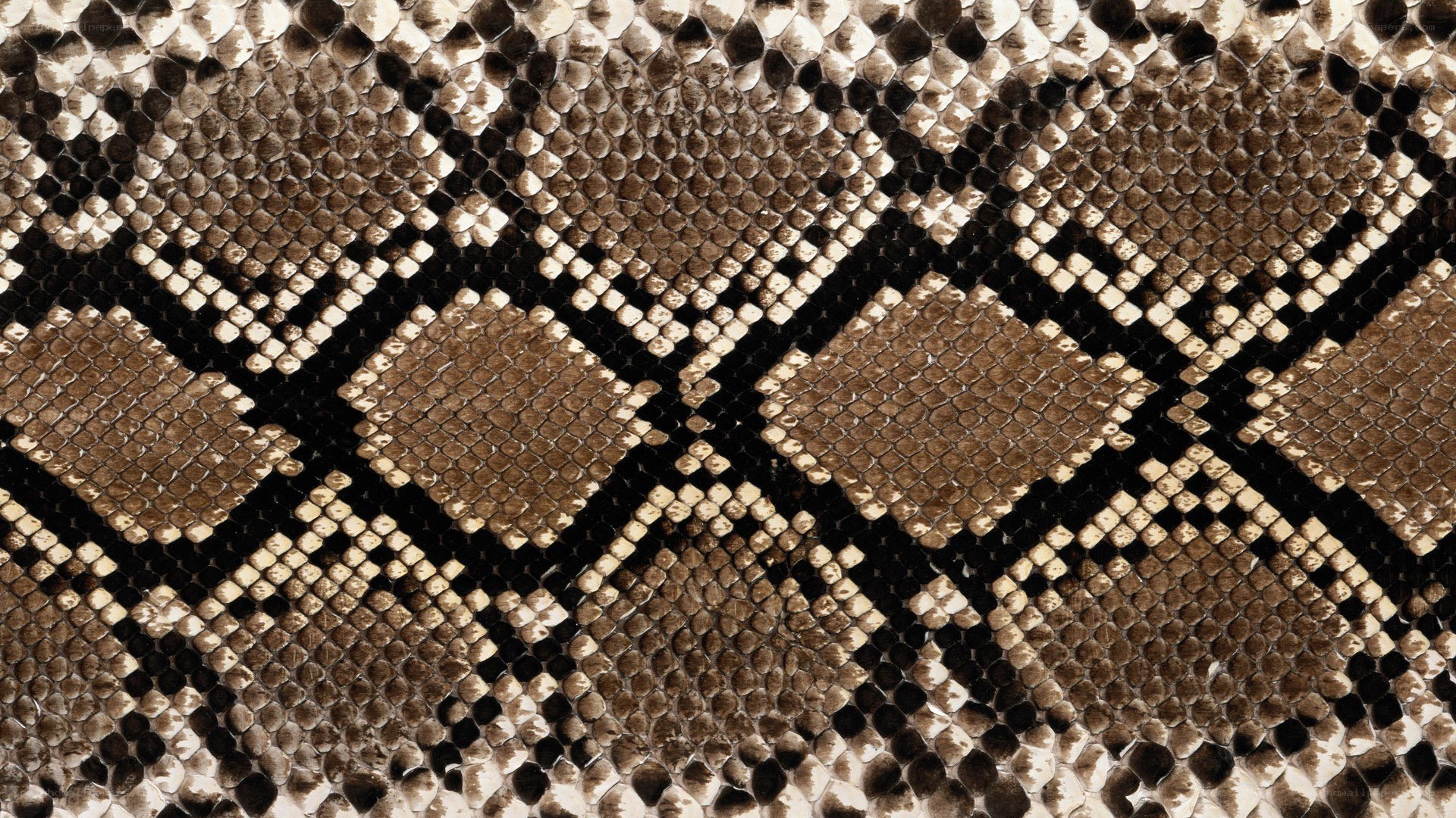 snake skin pattern close-up
