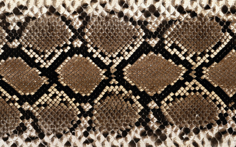 snake skin pattern texture