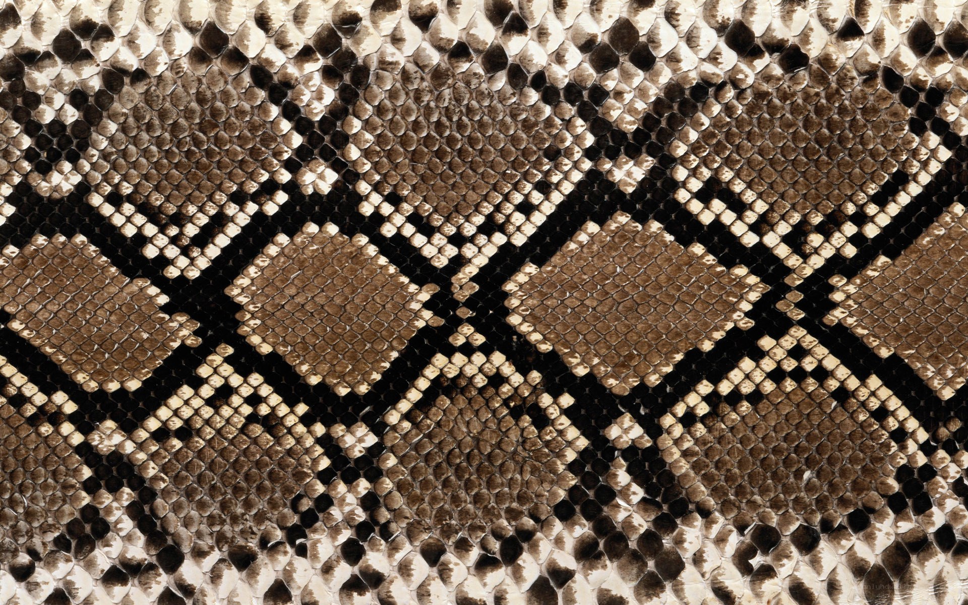 snake skin pattern texture