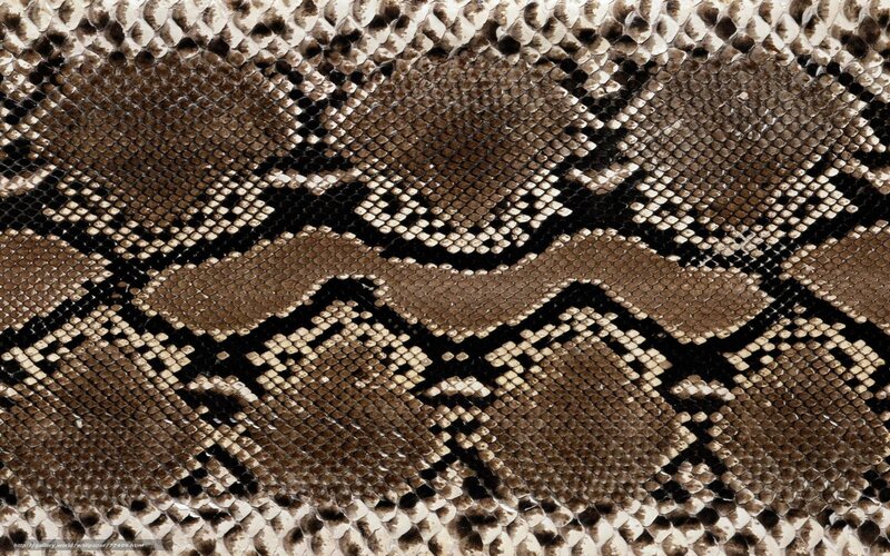 snake skin texture close-up