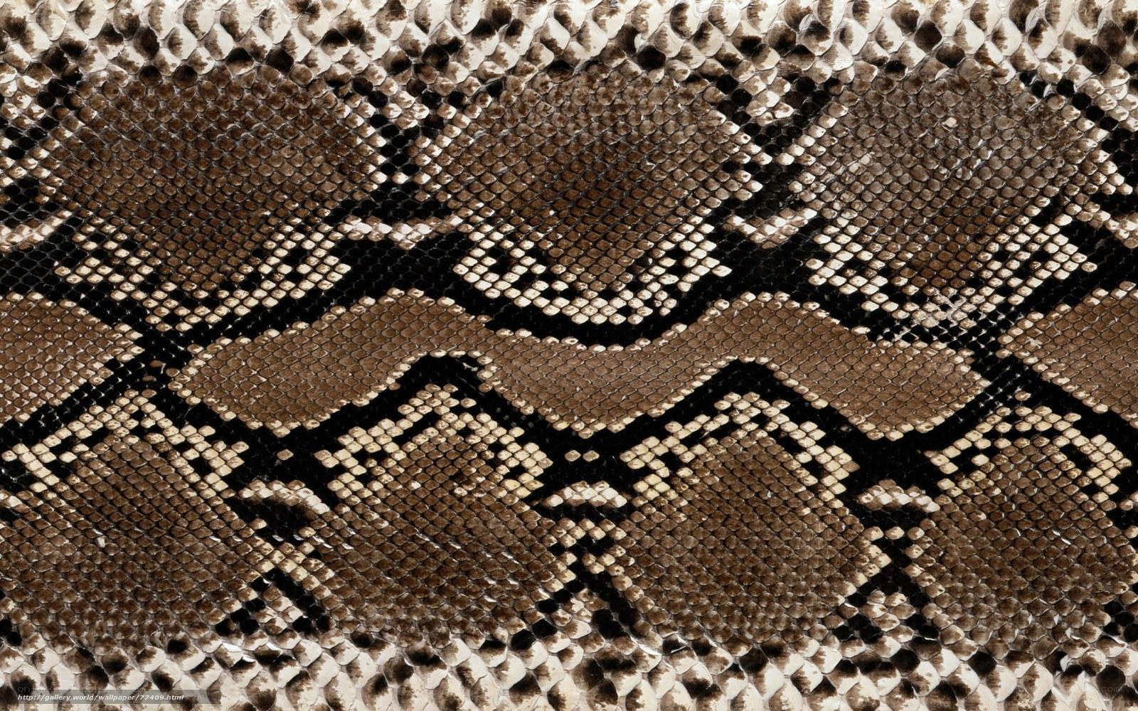 snake skin texture close-up