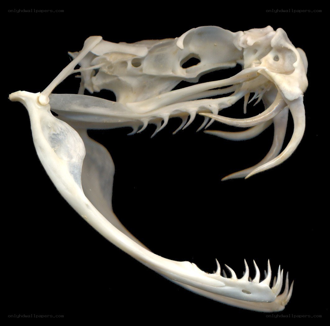 snake skull skeleton