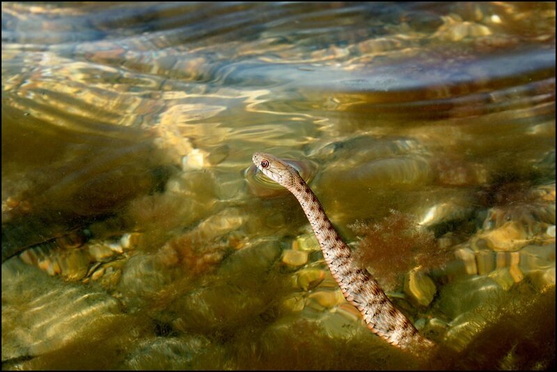 snake swimming in clear water