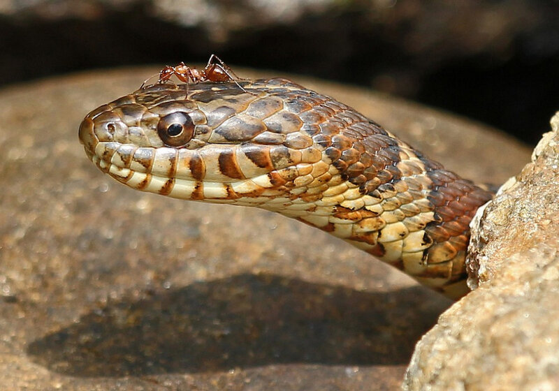 Snake with Ant on Head