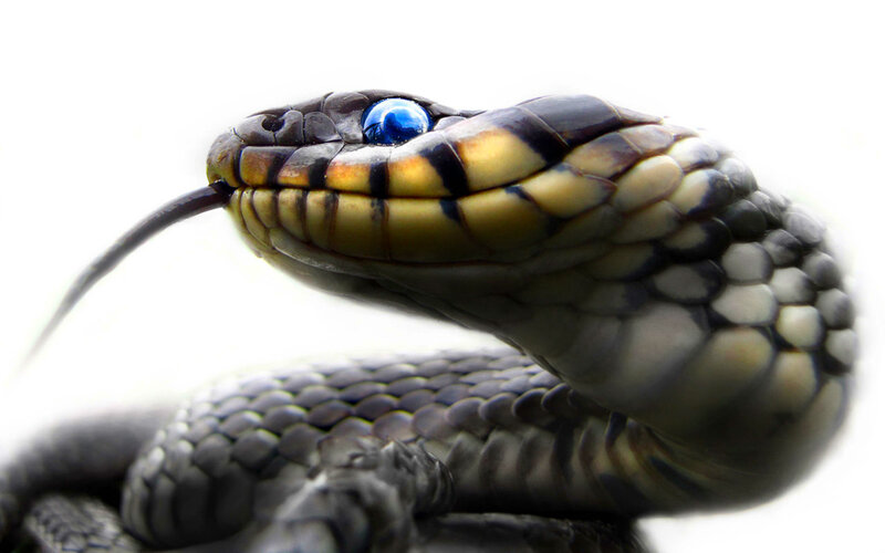 Snake with Blue Eye