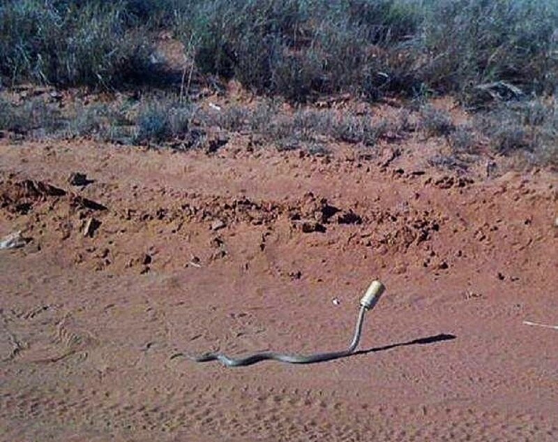 Snake with Canister