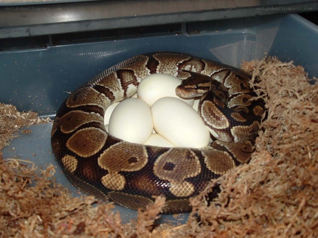 snake with eggs in enclosure