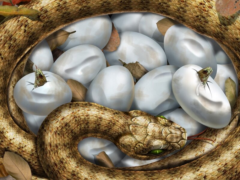 Snake with eggs in nest