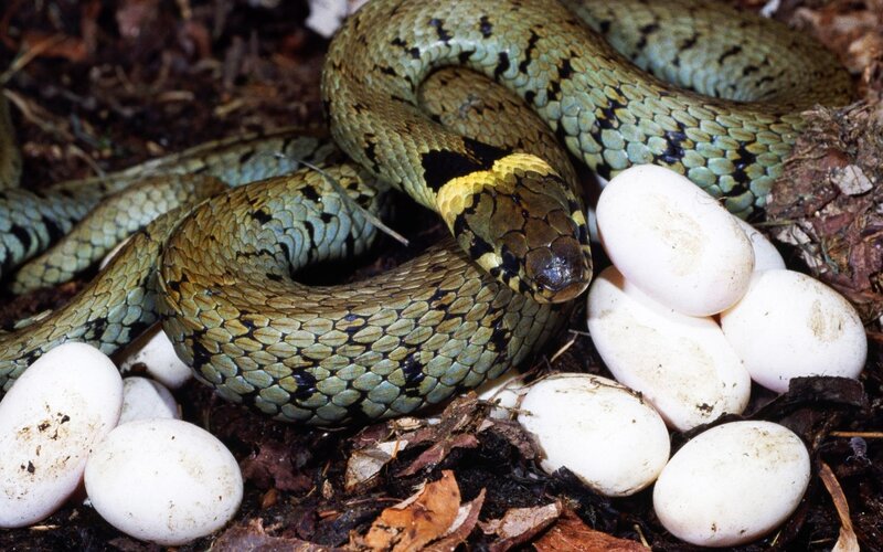 snake with eggs in nest