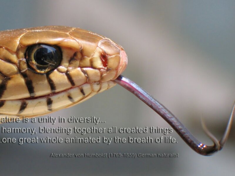 snake with extended tongue