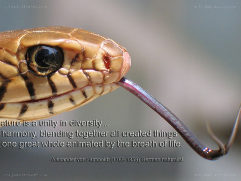 snake with extended tongue