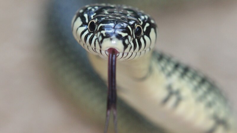 snake with forked tongue