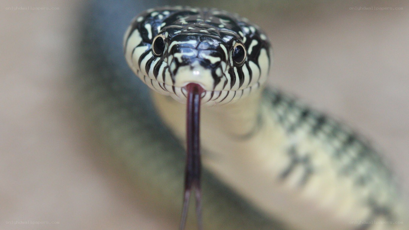 snake with forked tongue