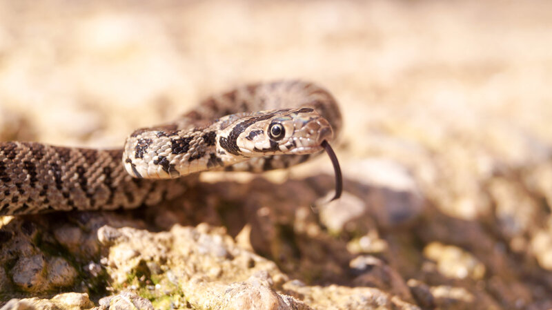 Snake with Forked Tongue — Brown