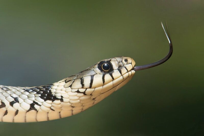 Snake with Forked Tongue — Green, Alert
