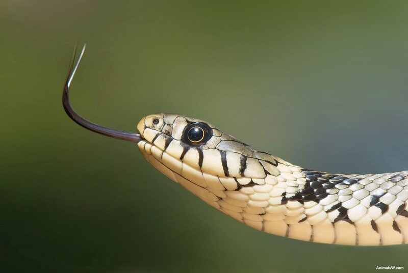 Snake with Forked Tongue — Green
