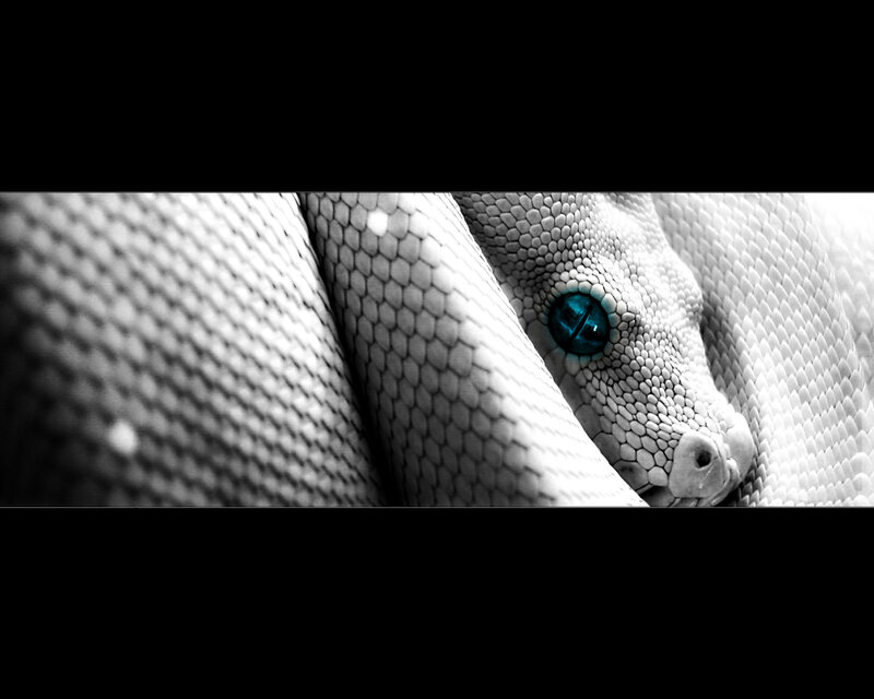 snake with glowing blue eye