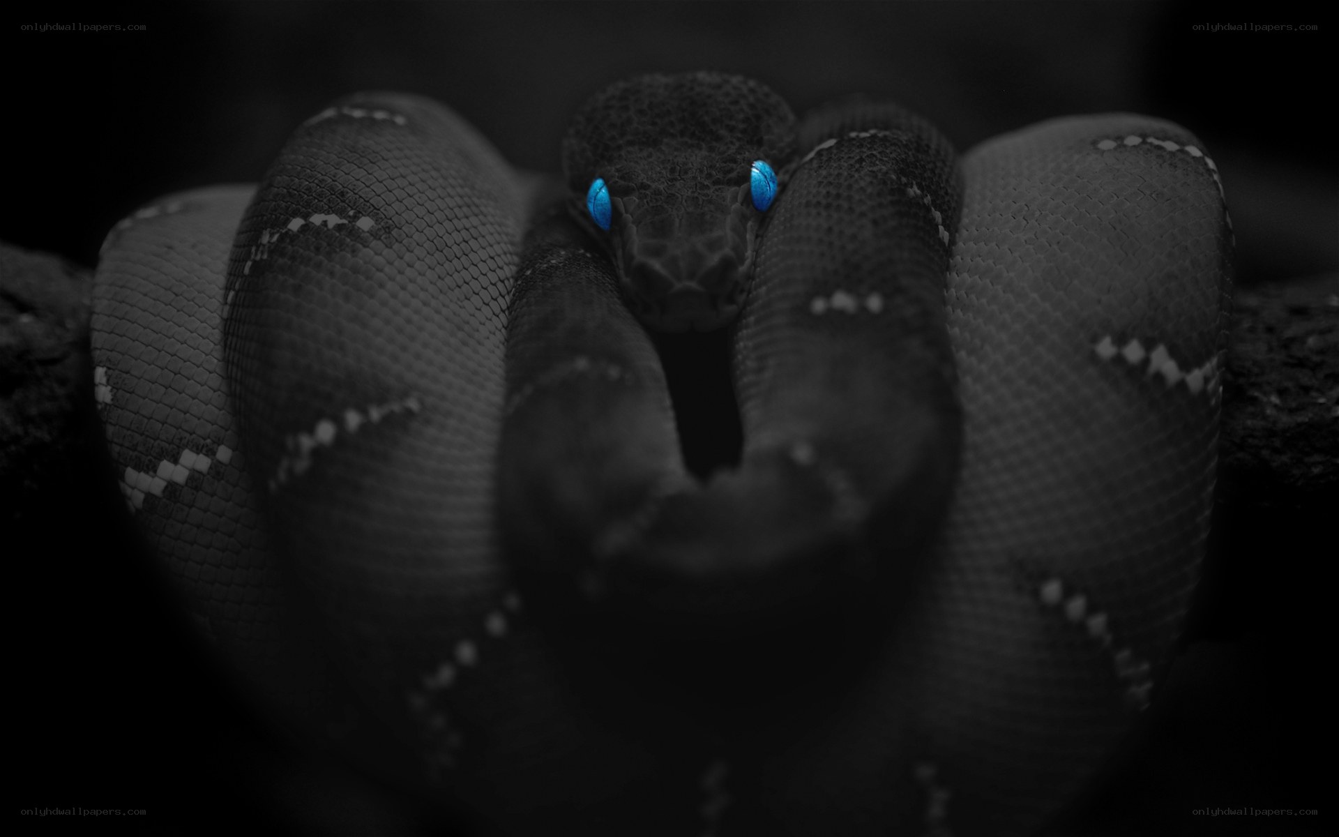 snake with glowing blue eyes