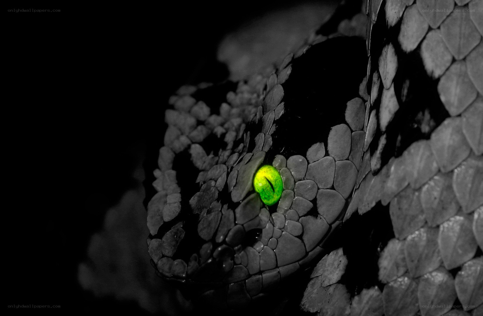 snake with glowing green eye