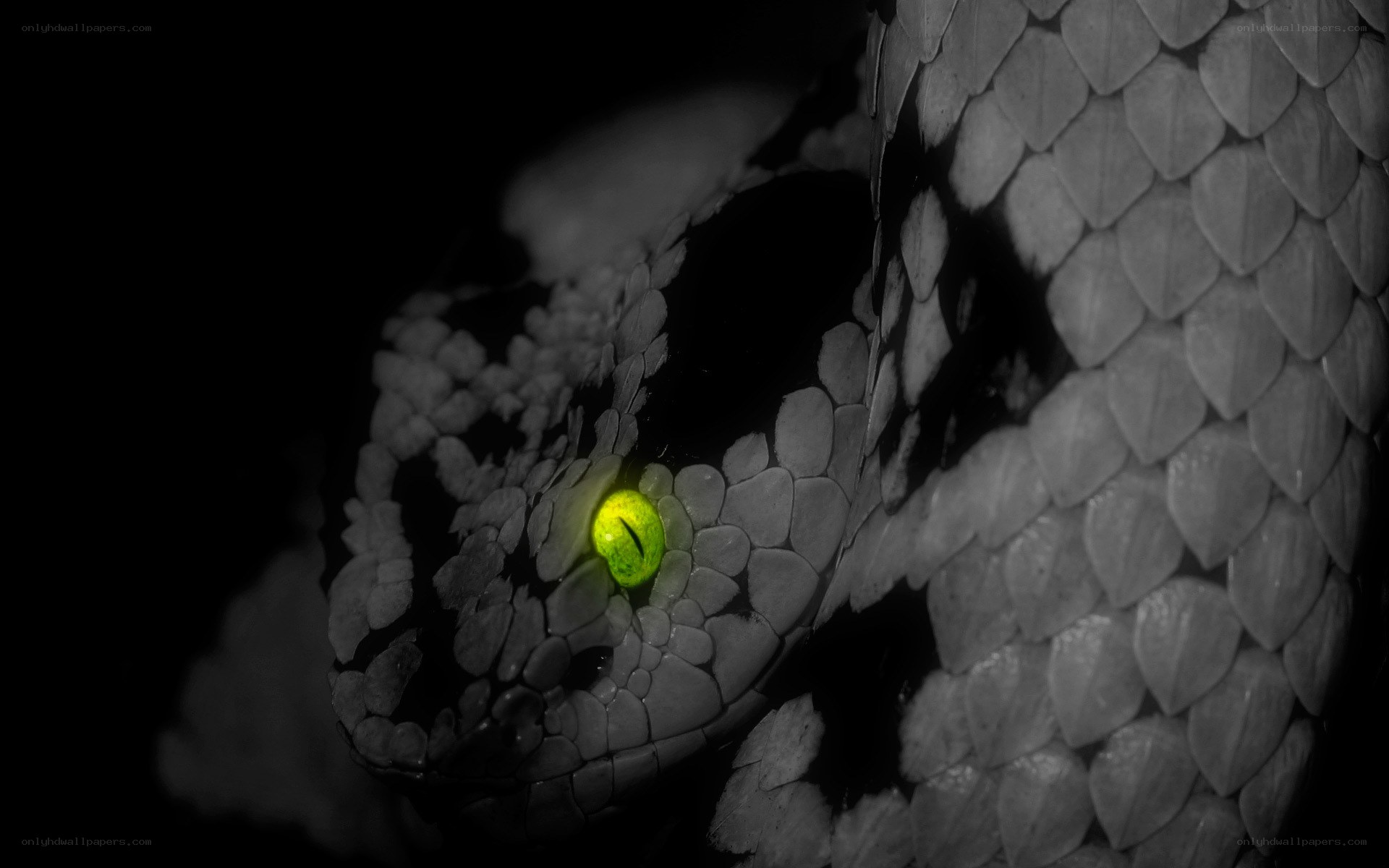 snake with glowing green eye