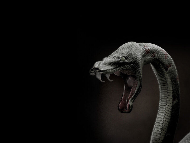 snake with open mouth