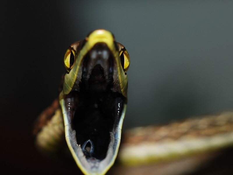 snake with open mouth