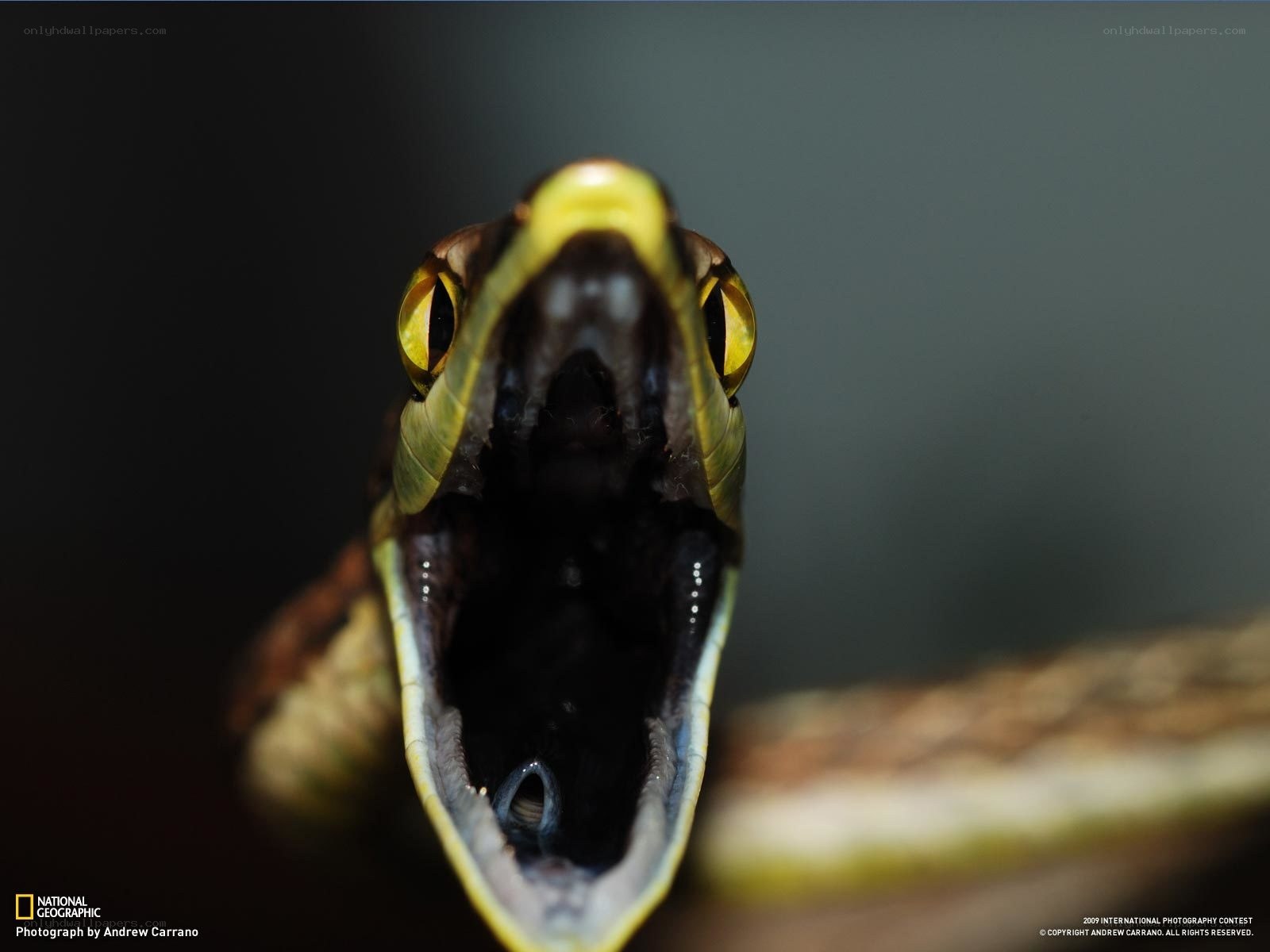 snake with open mouth