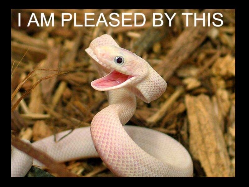 snake with open mouth