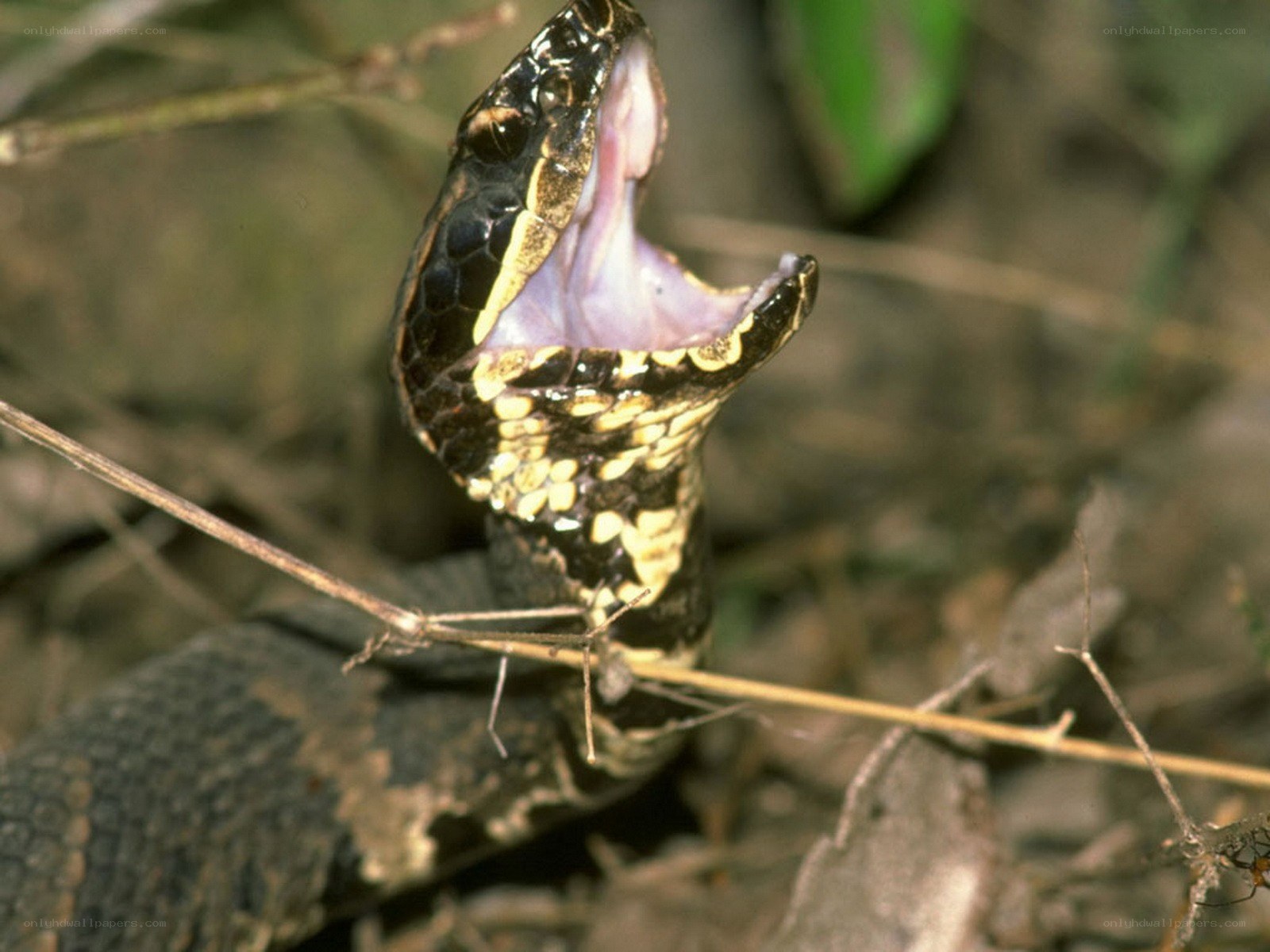 snake with open mouth