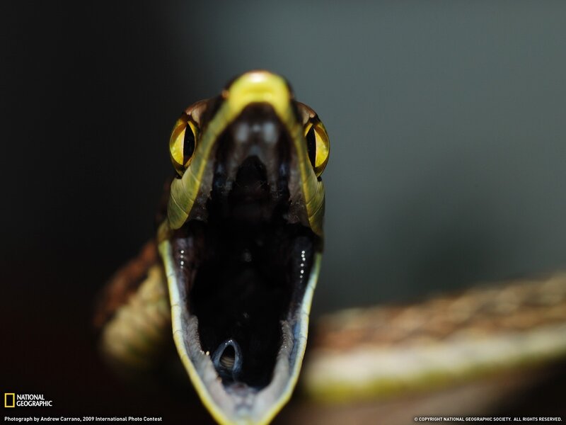 snake with open mouth